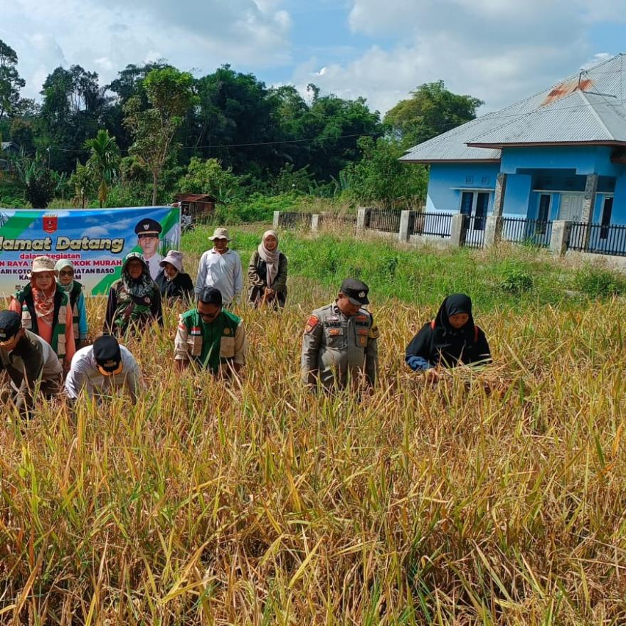 Panen Raya Sawah Pokok Murah Nagari Koto Baru